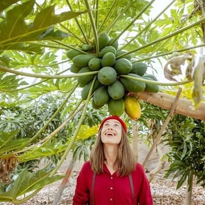 PMA papaya seed, PAPA seed, papata Seed