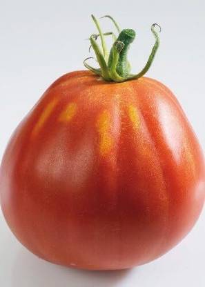KNESSiN DLH-28 Tomato Liguria Seed