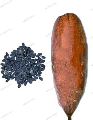 KNESSiN PREMIUM RIDGE SPONGE GOURD NETI BEERA SEEDS Seed