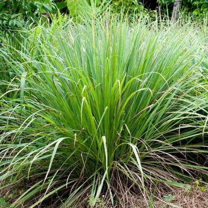 XYGEN Lemon Grass Plant Seeds/Cymbopogon Flexuosus Seed