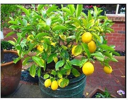 Aywal Fresh Lemon Imported Seed