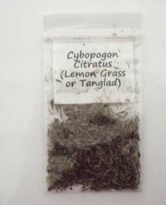 VibeX PAU-62 - Lemon Grass Cymbopogon Flexuosus - (250 Seeds) Seed