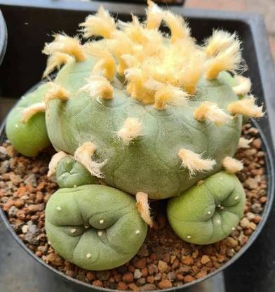 RRNURSERY Lophophora Diffusa Seeds -20+ seeds Seed