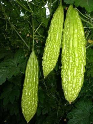 VibeX ® RXI-35 Bitter melon - Muop Dang - Bitter Gourd Seed