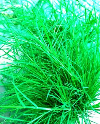 VANSH PLANT Durva Doob Grass Seeds 50Gm seeds Seed