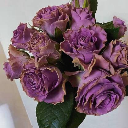 VibeX Rose ”Route 42” Lavender Purple Rose Seed