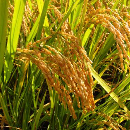 naturehils Rice Paddy Seeds, Miniket Paddy For Puja, Germination Paddy Seed