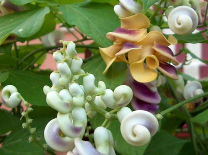 RRNURSERY Vigna Caracalla - Corkscrew Vine Flower - Snail Flower - Seeds Seed