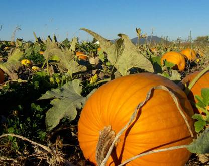 wequality Chennai sweet hybrid pumpkin seeds for home plant Seed