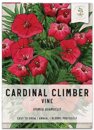 CYBEXIS Cardinal Climber Vine Seed