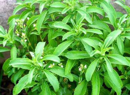 GEZ Candy Leaf - Stevia - Stevia Rebaudiana Seed