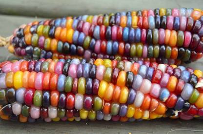VibeX TLX-75 - Multi Colored Translucent Rainbow Flint Corn - (750 Seeds) Seed