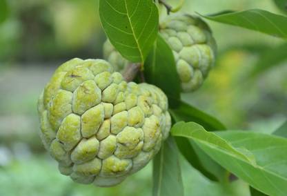 AMAJIT Custard Apple, Sharifa, Sita Fruit Seed
