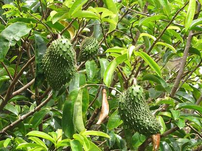ASPEN 2 Rare Soursop Live Plant | Mullu Seetha | Lakshman Phal Live Plant | Not a Seed