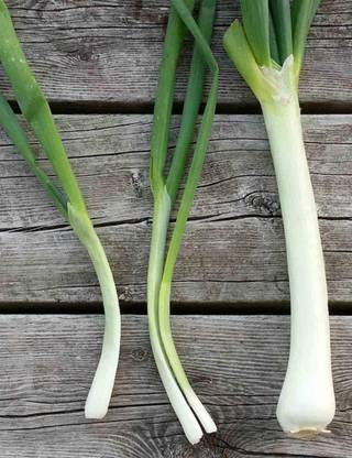 VibeX ® XXL-383 Nebuka Evergreen Bunching Onion Seeds Seed