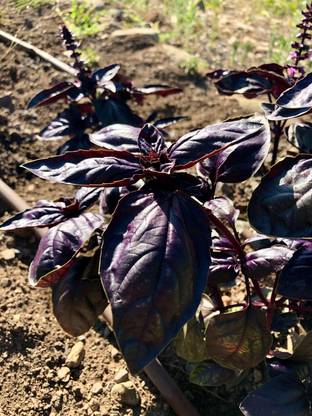 Qualtivate PUAS-11 Basil Amethyst Improved (Purple) Seed