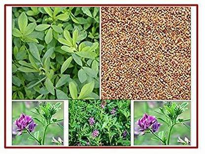 Vismaya ALFA ALFA LUCERNE FODDER SEEDS Seed