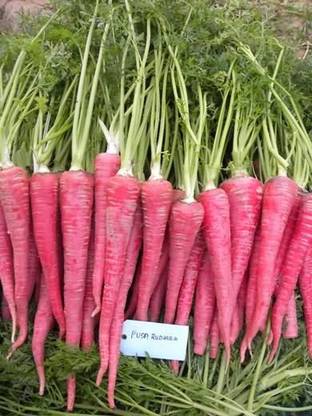 CYBEXIS Indian Pink Imported Carrot Variety1000 Seeds Seed