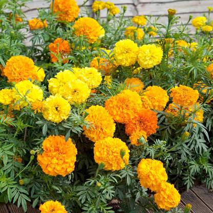 EcoFusion marigold flower seeds hybrid mix Seed