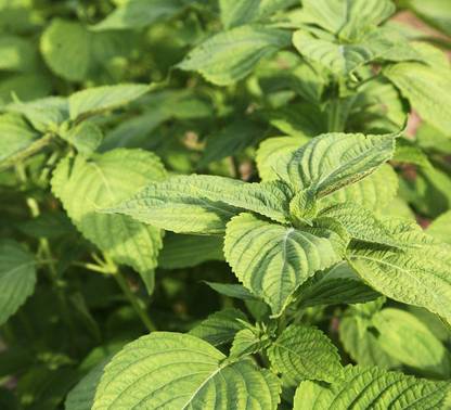 VibeX VVI-21 - Korean Shiso (Perilla) - (750 Seeds) Seed
