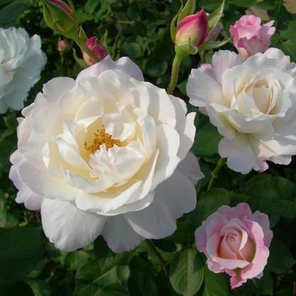 WILLVINE Princess Tenko Japanese Rose Seed