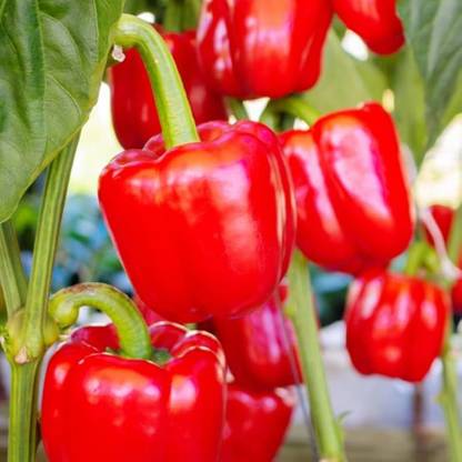 ibains Capsicum seeds for planting Seed