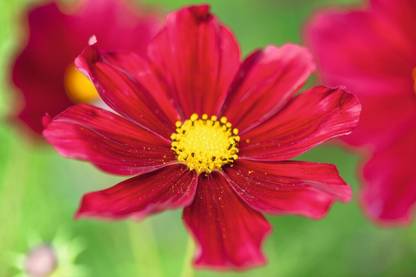 ZIXA Cosmos bipinnatus ‘Rubenza’ Seed