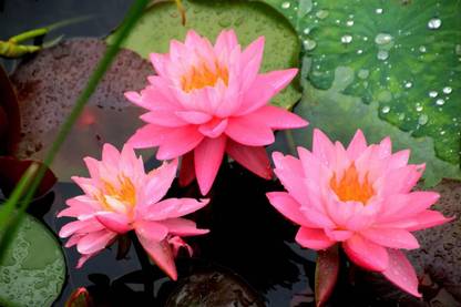 VibeX LX-47 - Mixed Lotus Flower - (90 Seeds) Seed