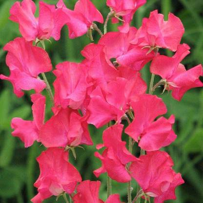 CYBEXIS Sweet Pea Judith Wilkinson Seed
