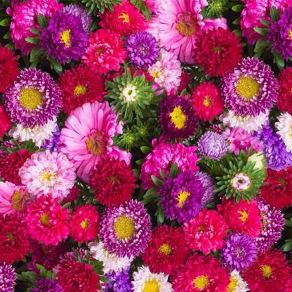 KANAYA Aster ‘Mix’ F1 Hybrid Flower Seeds for All Season Seed