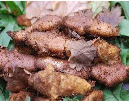 VIVETHAN Mudavattukal kilangu 500gm | muda attukal kilangu Seed