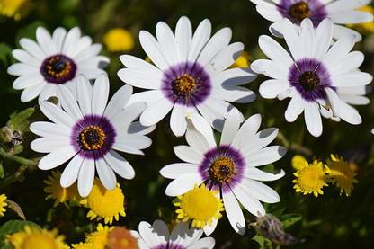 FEVESTA Dimorphotheca Glistening White Seed