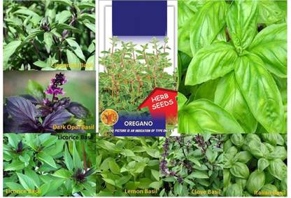 VibeX BASIL SEEDS 7 PKT K.G.P KIT & GET OREGANO SEEDS Seed