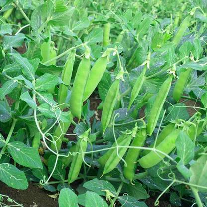 VibeX ® XXL-559 Sugar Daddy Snap Pea Seeds Seed