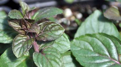 VibeX ® RXI-499 Black Mitchum Peppermint Seed