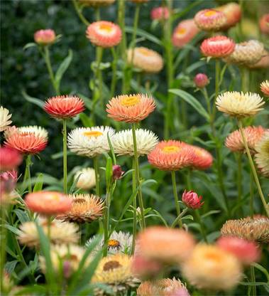 KANAYA Helichrysum Flower Seed