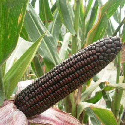 CYBEXIS Sweet Delicious Waxy Black Corn Seeds2000 Seeds Seed