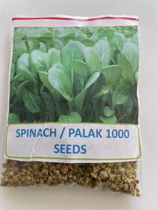 VS GLOBAL PALAK / SPINACH / PALAKURA Seed