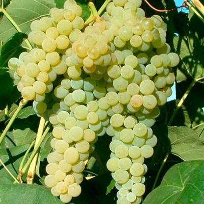 M-Tech Gardens Rare Hybrid Grape " Lakemont " Exotic 20 Seed