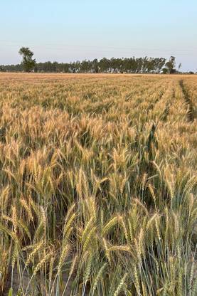 Sant Seeds LLP Wheat Seeds DBW 370(KARAN VAIDEHI) for Agriculture & Farming Kanak Kheti Seed