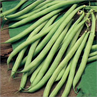 BDSresolve hybrid beans seeds Seed