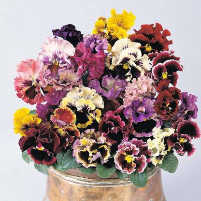 CYBEXIS Pansy Can Can Mixed Hardy Perennial Seeds Seed