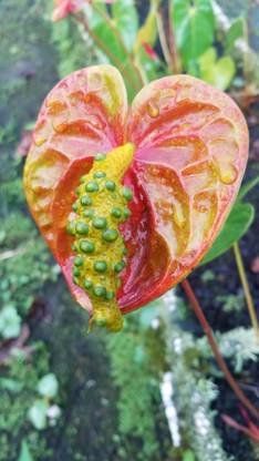 Seedsqlty Anthurium seeds for planting, high germination (15 seeds) Seed