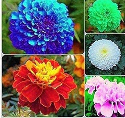 ibains Summer flower mix seeds Seed