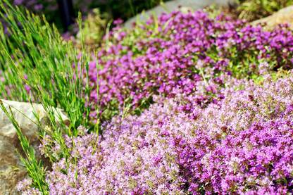 CYBEXIS TLX-41 - Red Carpet Creeping Thyme - (150 Seeds) Seed