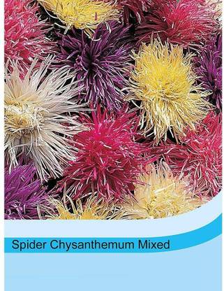 CYBEXIS XLL-86 - ‘Spider Chrysanthemum Mixed’ Callistephus chinensis - (270 Seeds) Seed