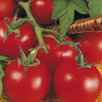 STOY TOMATO AILSA CRAIG Seed