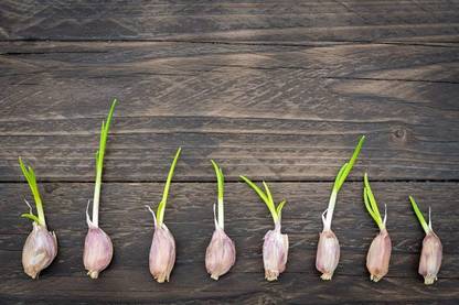 KNESSiN Garlic Cloves"Solent Wight" from Bulbs - Viable Cloves-{100 Seeds} Seed