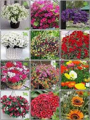 ibains All rose flower color seeds Seed