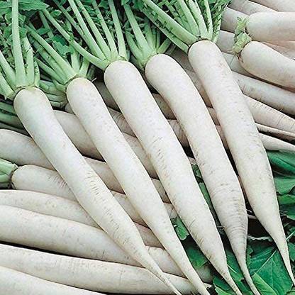 KANAYA Raddish High Germination Seeds For Your Garden Seed